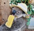 Avatar de Koala_902