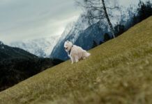 ASICS ficha a un samoyedo como embajador para inspirar al mundo a moverse