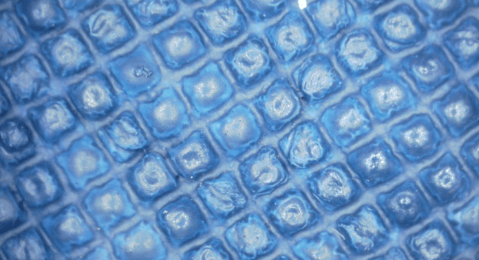 Fly Reactive al microscopio
